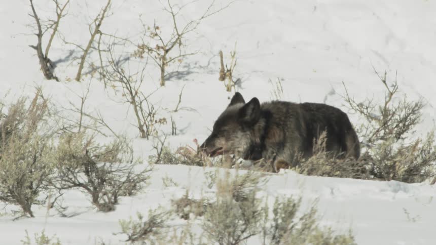 A wolf scavenging