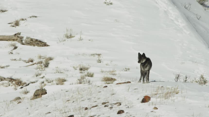 A wolf walking on a snowy outcropping
