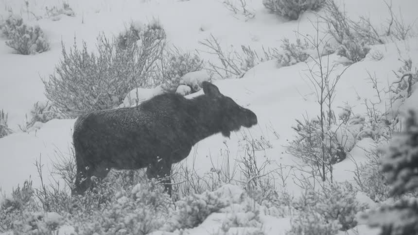 A cow moose grazing on a hillside during a snowstorm
