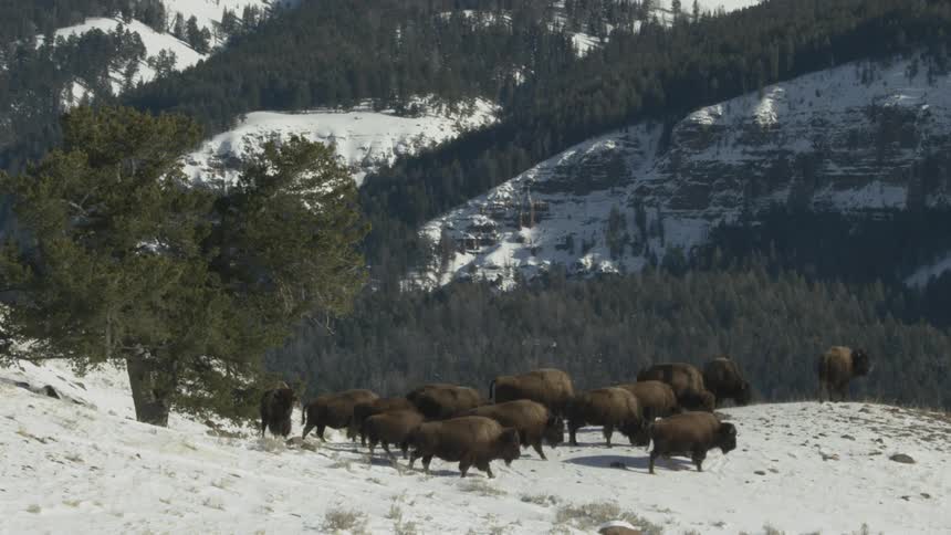 Buffalo walking on a snowy hillside