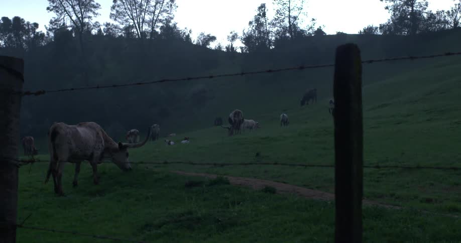 Cows grazing in a field