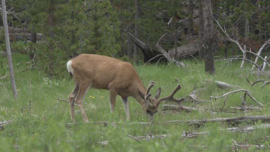 Buck grazes on grass as the wind gently blows