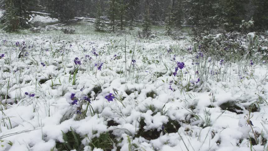 A spring snow falls on a flower covered meadow
