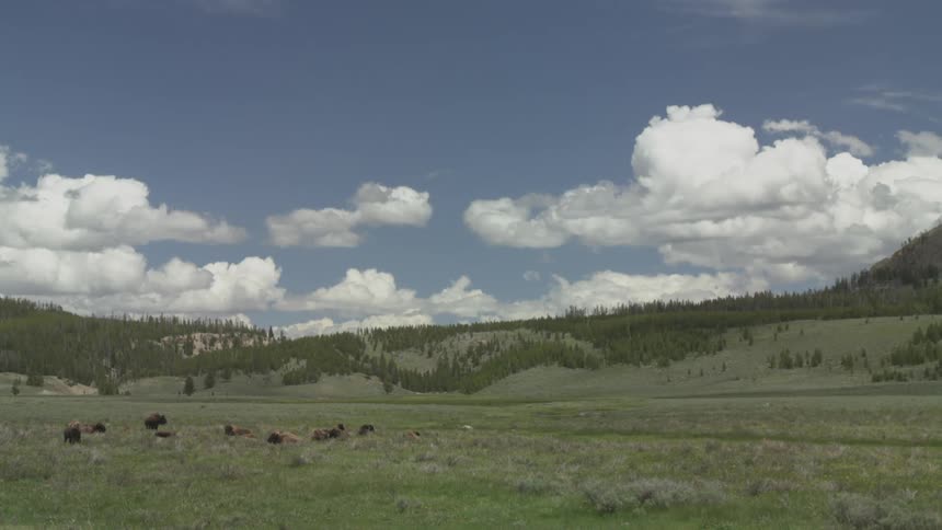 A small herd of bison on a grassy plain