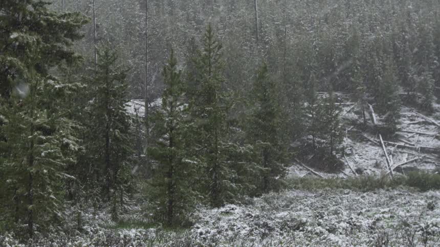 A spring snow falling on a forest edge