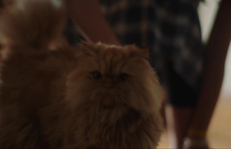 A woman pets a cat