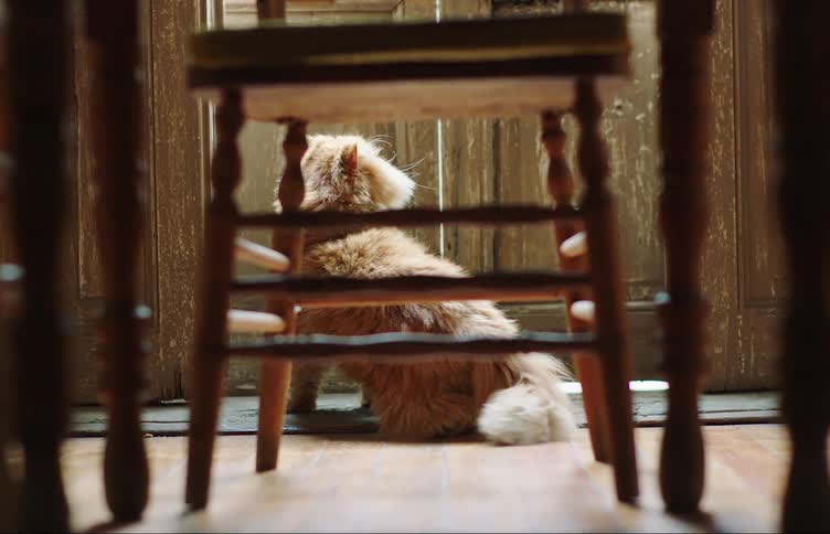 Cat wagging its tail near the door indoors