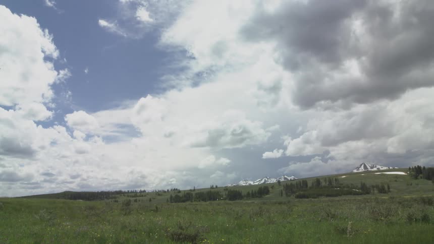 A bird flies over a grass field