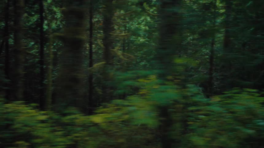 Traveling next to a green lush forest