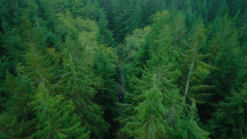 Aerial view of a pickup truck traveling along a narrow street in the middle of the forest on a cloudy day