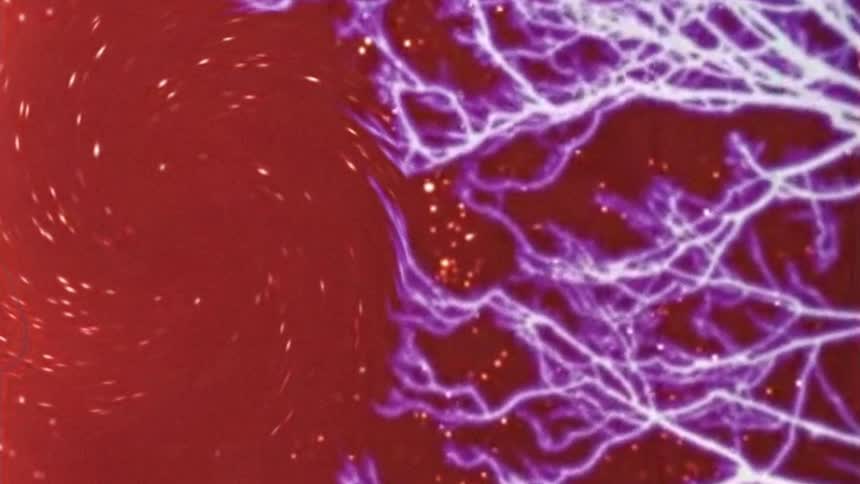 Microscopic view of organism on an abstract red and neon purple background