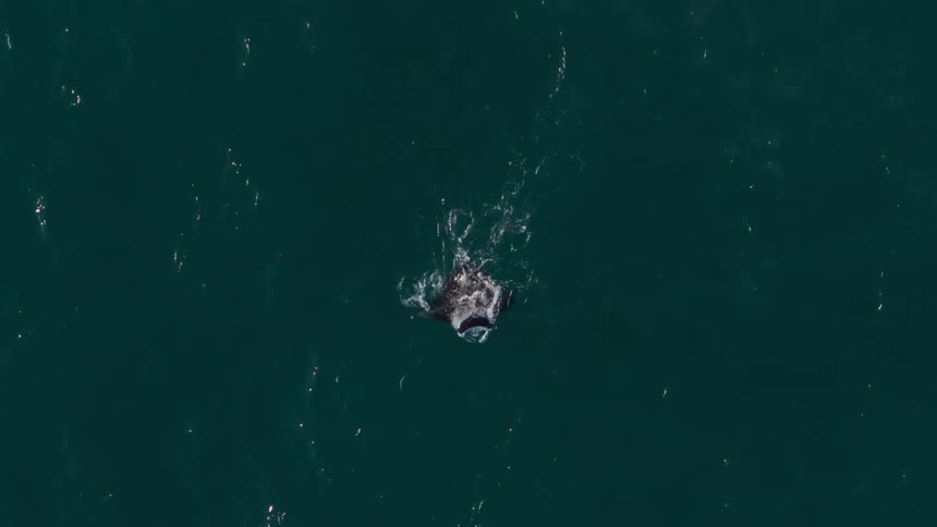 Manta ray swims towards the surface of the water