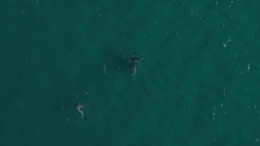 Top view of dolphins swimming through the blue sea