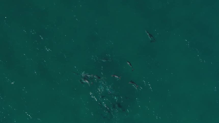 The dolphins swim in a group in the water