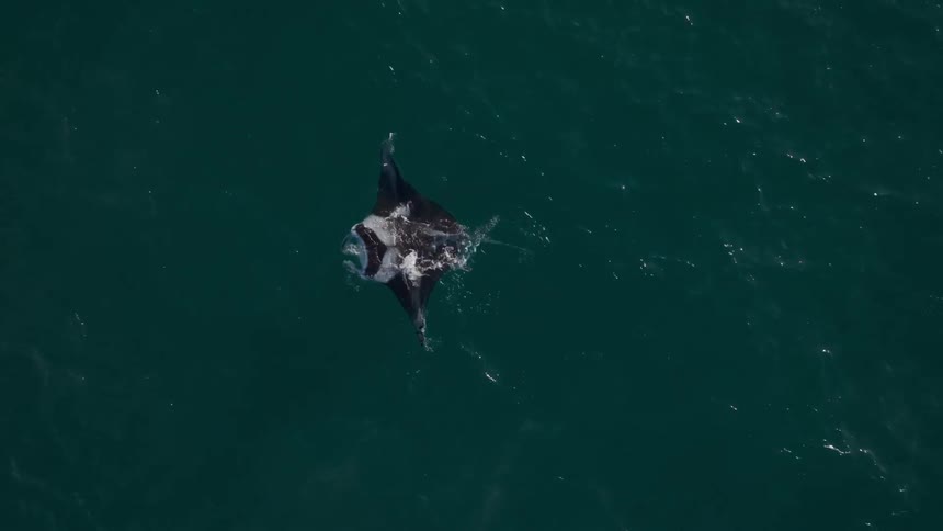 Top view of a manta ray swimming through the sea