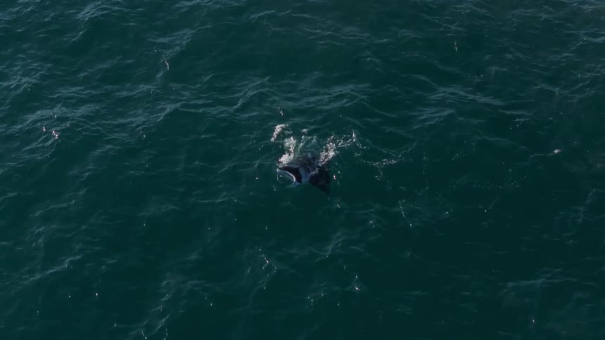 Manta ray swimming on the sea surface of the ocean
