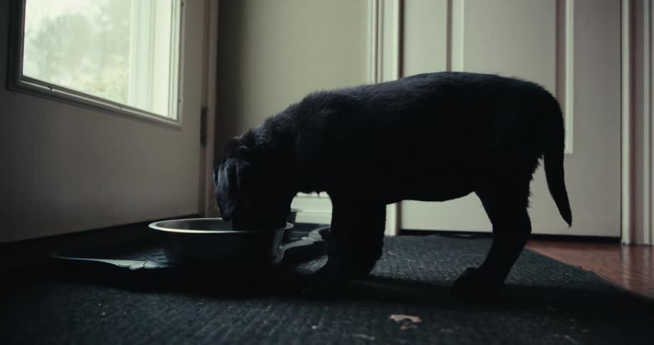 A dog is eating from a bowl thats placed on carpet