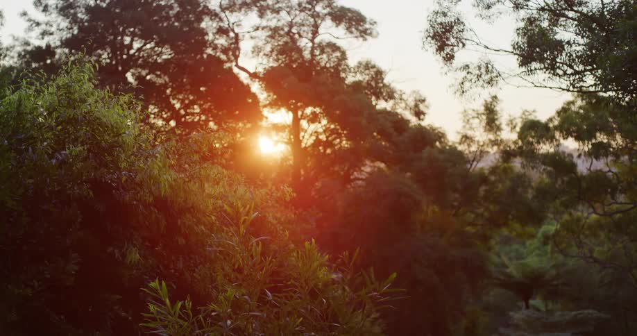 The sun is rising on the forest