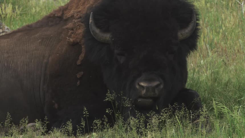 Buffalo lying in a field eating grass