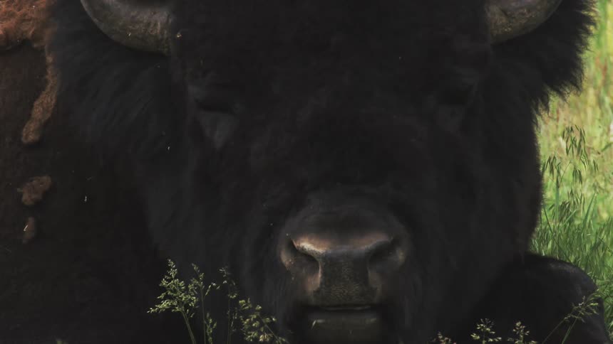 A bison's face chewing
