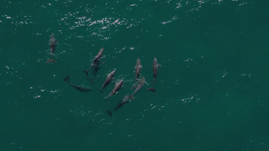 Aerial of a pod of dolphins swimming in the ocean