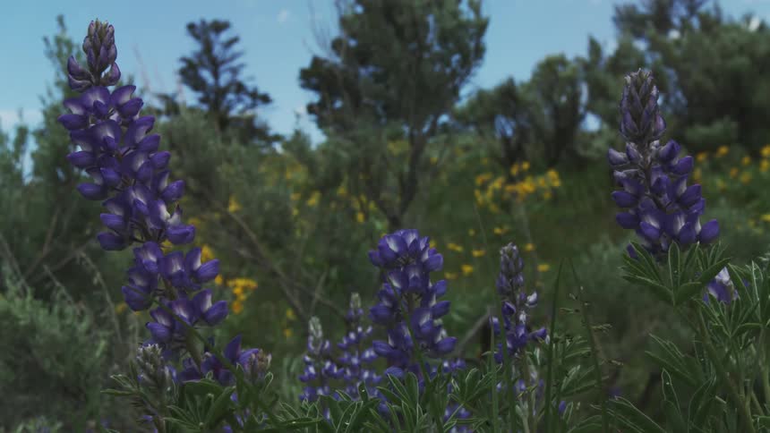 Purple flowers swaying in the breeze outdoors