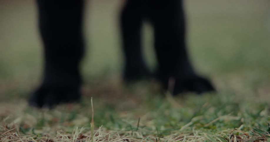 A puppy sits in the grass only its bottom half is shown