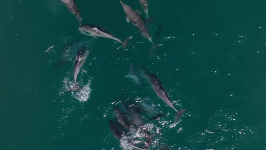 Dolphins swim together in the ocean