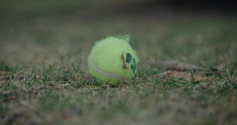 A persons hand picking up a small tennis ball and throwing it to his little dog