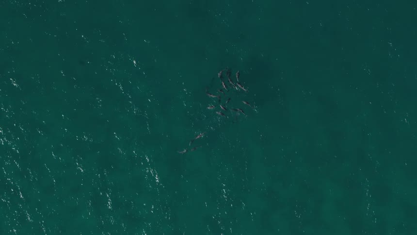 Aerial panorama of a blue sea with dolphins