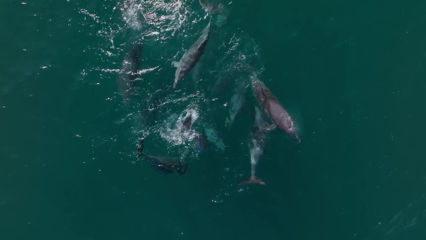 Top view of cluster of dolphins swimming through the blue sea