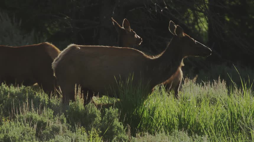 Elk in a forest clearing