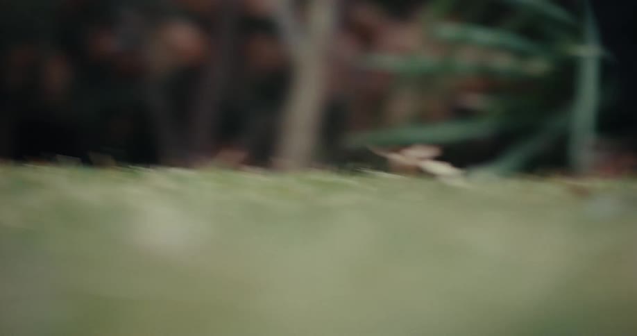 A close up clip of a dog playing