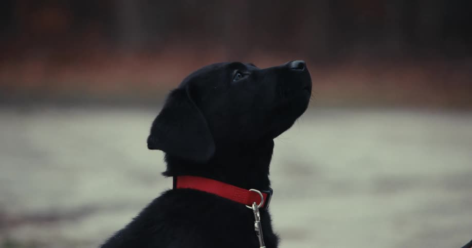 Black puppy dog with collar looking up