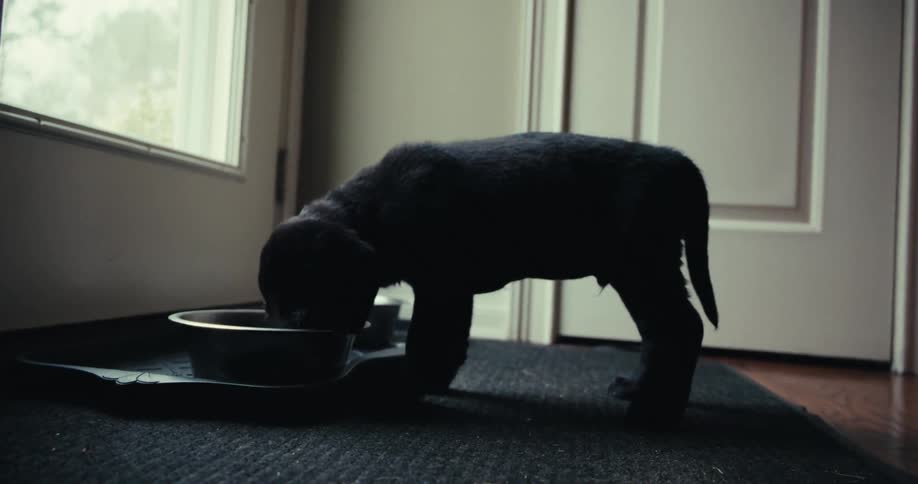 Hungry puppy eating from a large bowl indoors