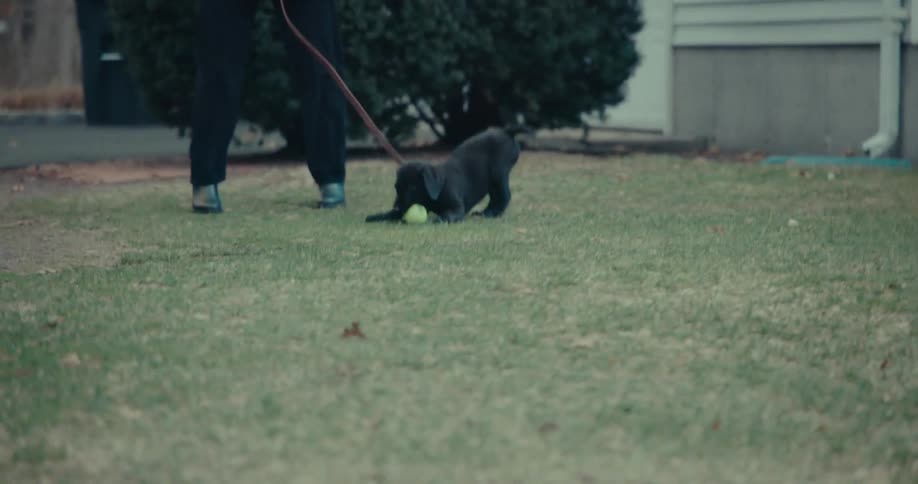 Black dog and puppy running towards a tennis ball on a lawn