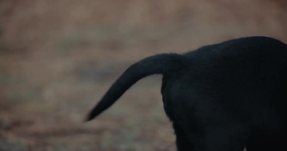 Female is petting her dog while outdoors together