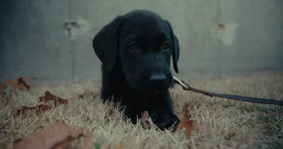 Black puppy dog lying on a dry grass