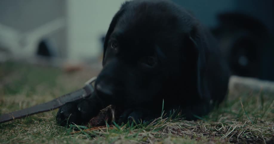A puppy on a leash chews an object