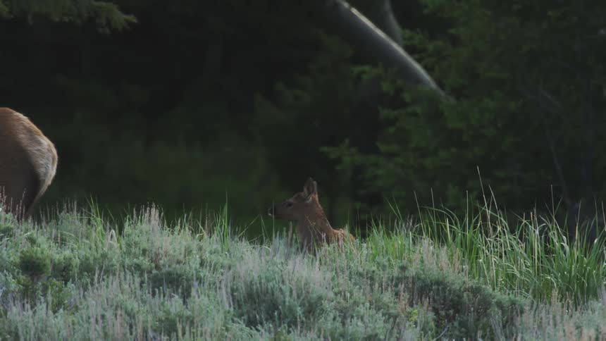 An elk calf looking around