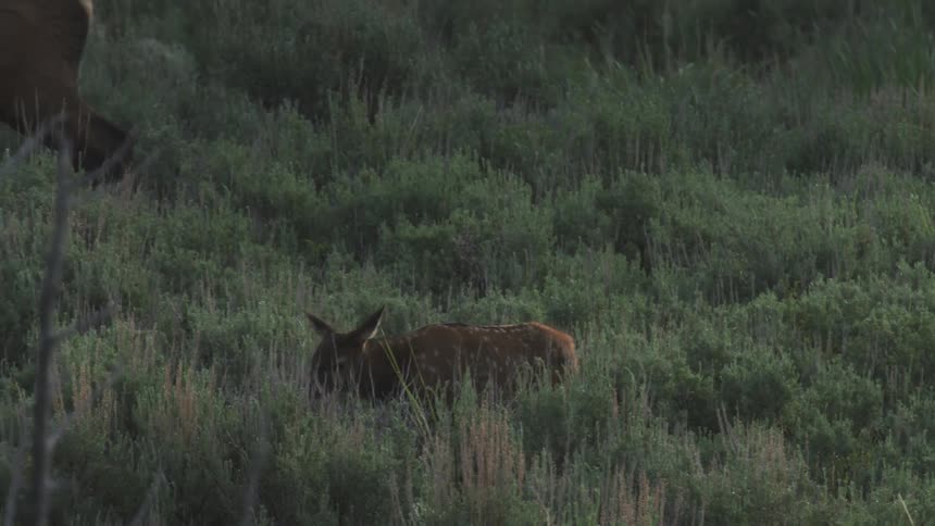 An elk calf wandering through sagebrush