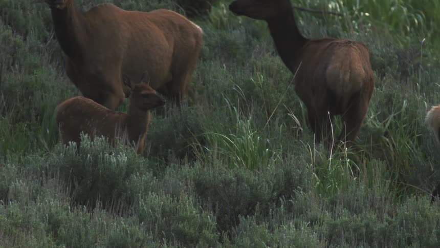 An elk calf within a herd grazing
