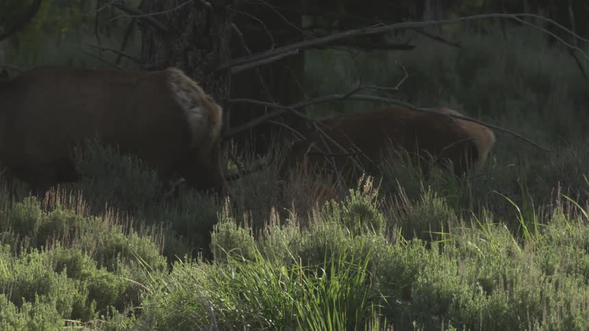 Elk grazing in the evening light
