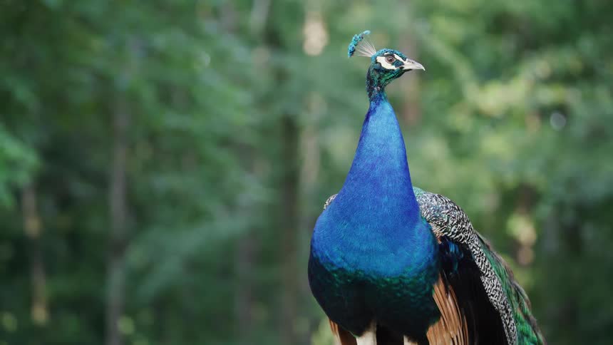 Blue peafowl in the middle of the forest