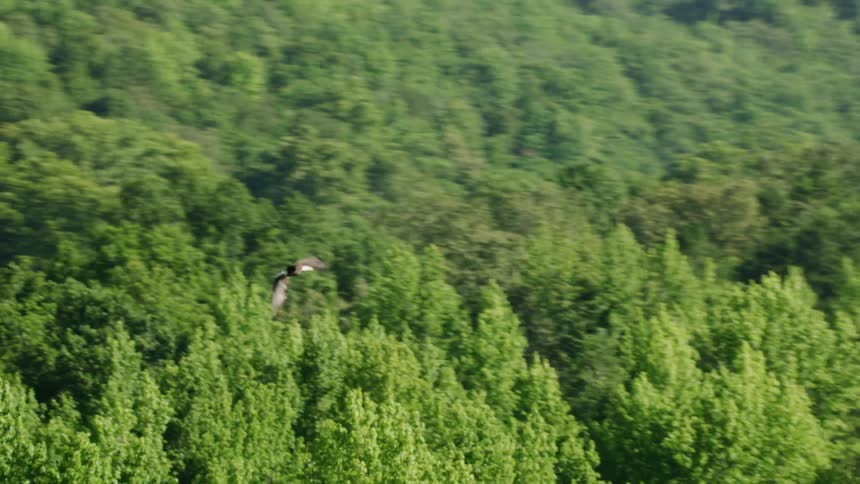 Aerial view of an eagle flying over a forest