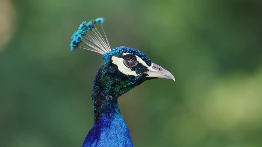 A peacock turns its head outside