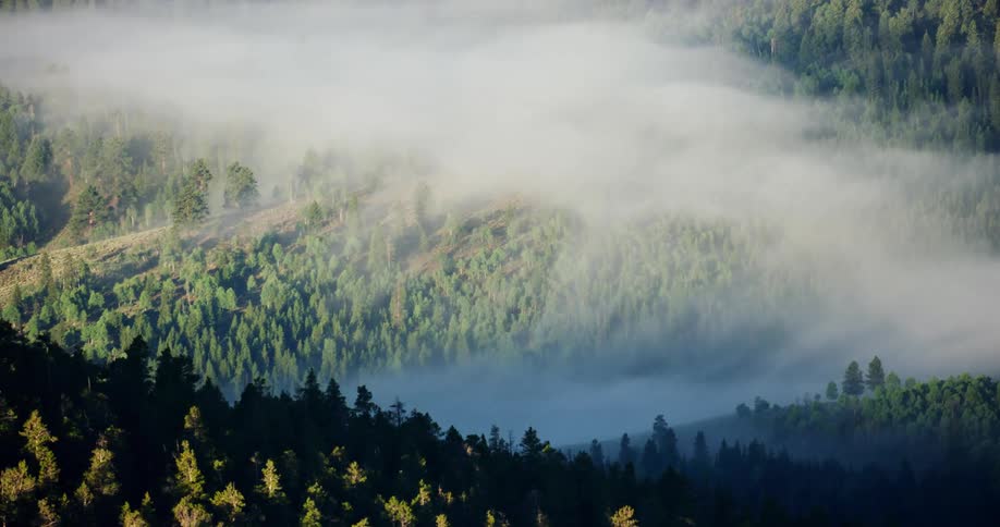 Aerial scenery of forests and mountains with fog