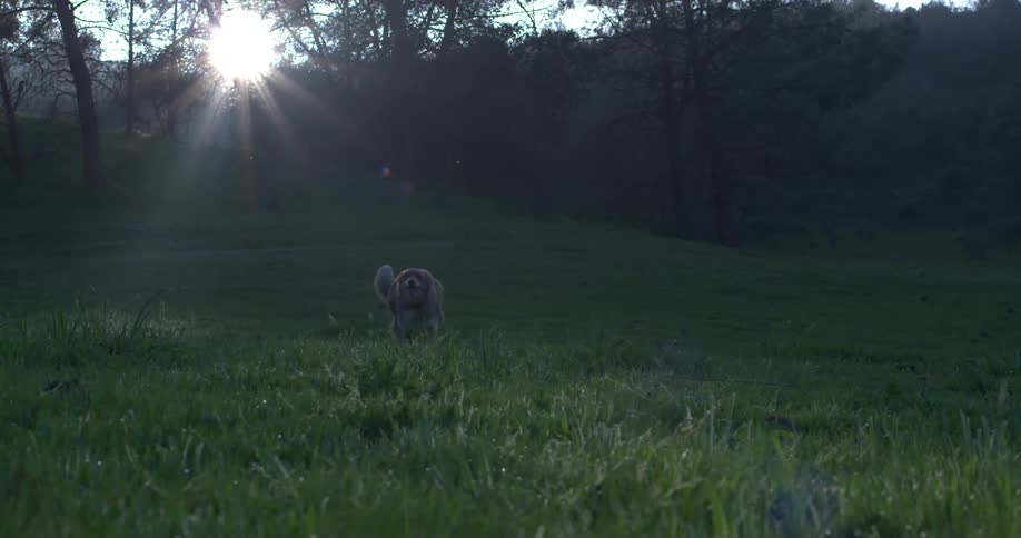 A dog running in the grass