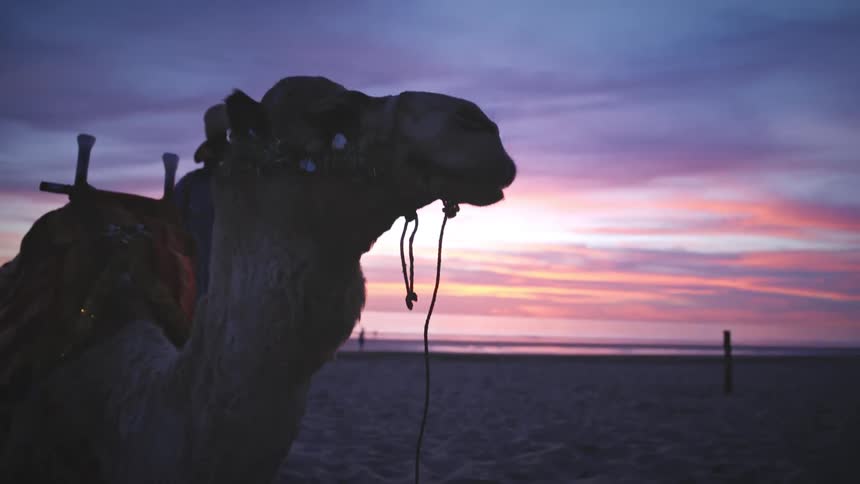 A camel is outside in the sand sitting still