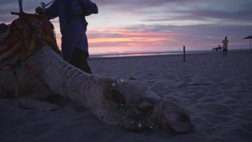 A man walks over to a camel